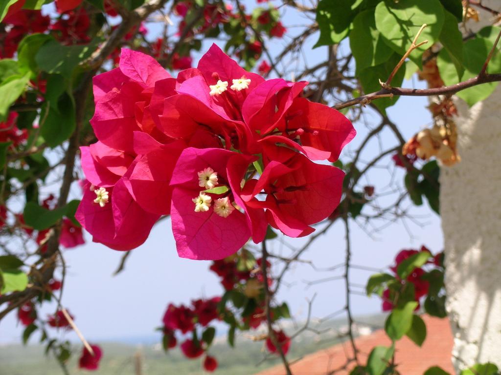 Fenareti Village House Makhairoí Dış mekan fotoğraf